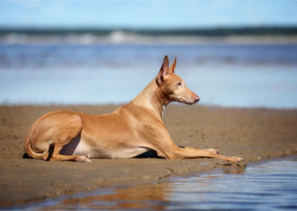 #13. Pharaoh hound